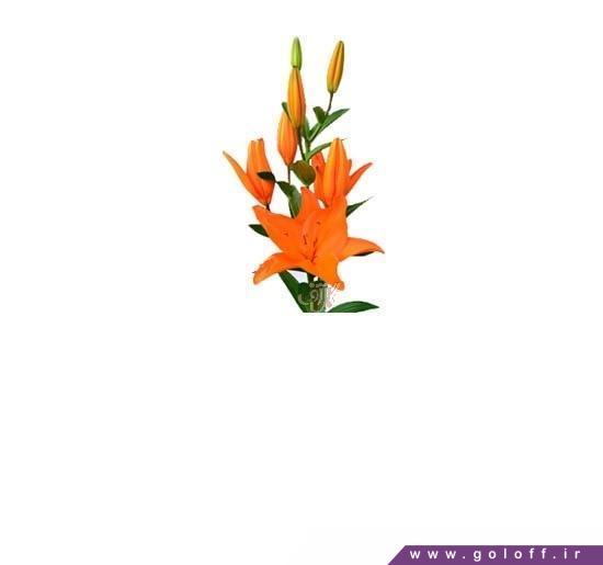 خرید اینترنتی گل - گل لیلیوم کامپچ - Lilium | گل آف